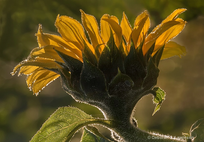 Back-lit Sunflower - ID: 14197047 © Deborah C. Lewinson