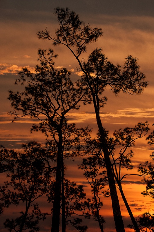 Sunset from the Pine Woods