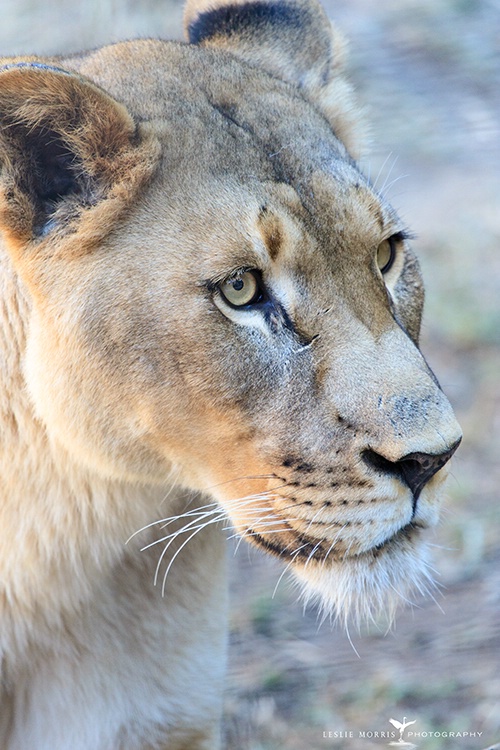 Lioness - ID: 14200105 © Leslie J. Morris
