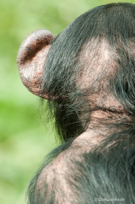 Chimpanzee Ear