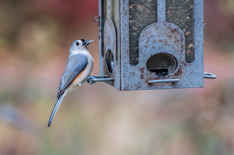 Tufted Titmouse 