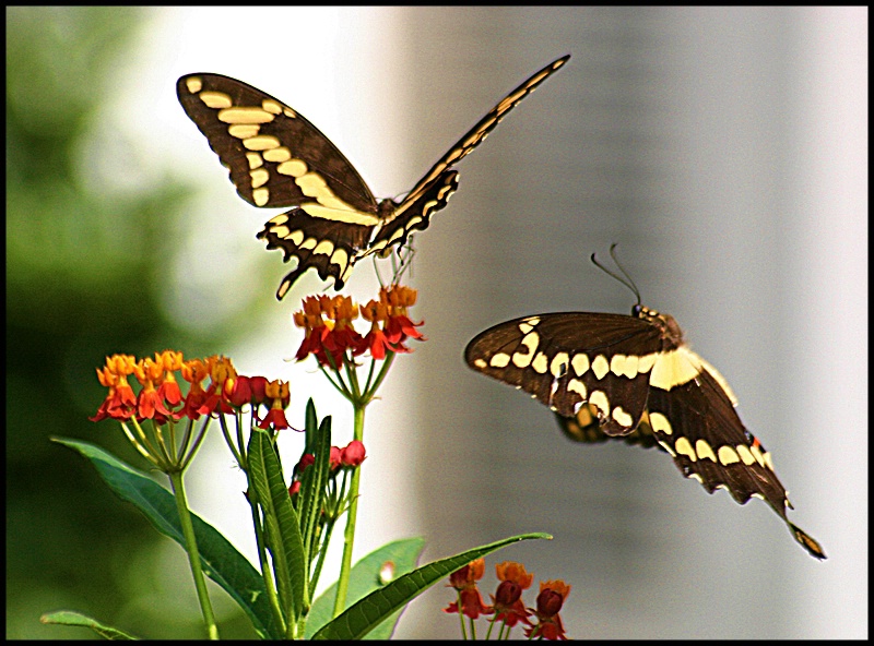 Giant Swallowtail Butterfly's