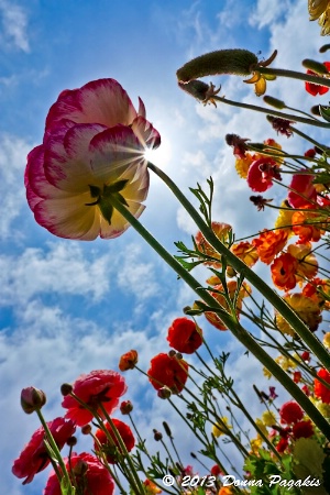 Sunlit Ranunculus