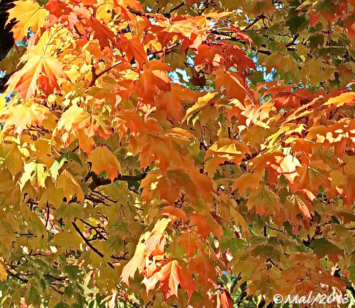 Autumn Colours - ID: 14201204 © Malcolm Mac Bride