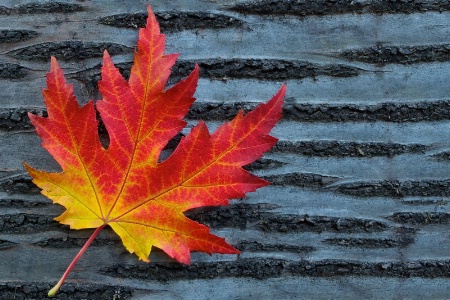 Autumn Leaf