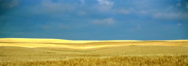 Yellow field - ID: 14201555 © Heather Robertson