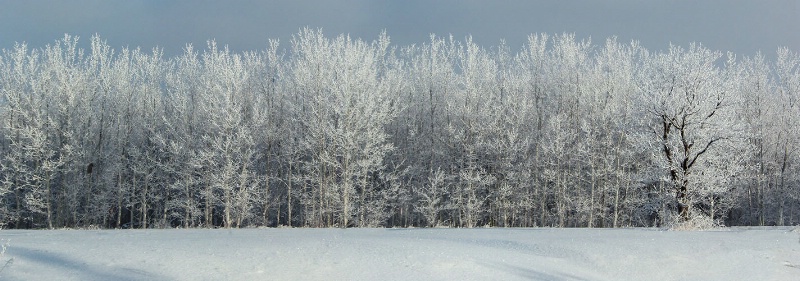 Winter trees - ID: 14201556 © Heather Robertson