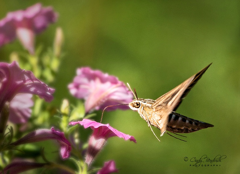 Playing in the Petunias