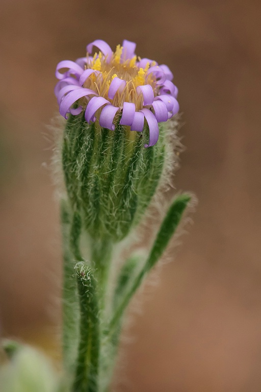 Curly Top