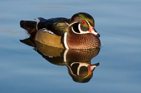 Wood Duck in calm water