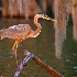 2Lake Martin Swamp, Louisiana - ID: 14205890 © Fran  Bastress