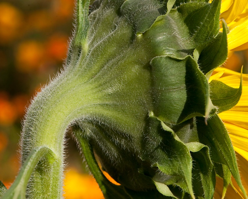 Sunflower Fuzz