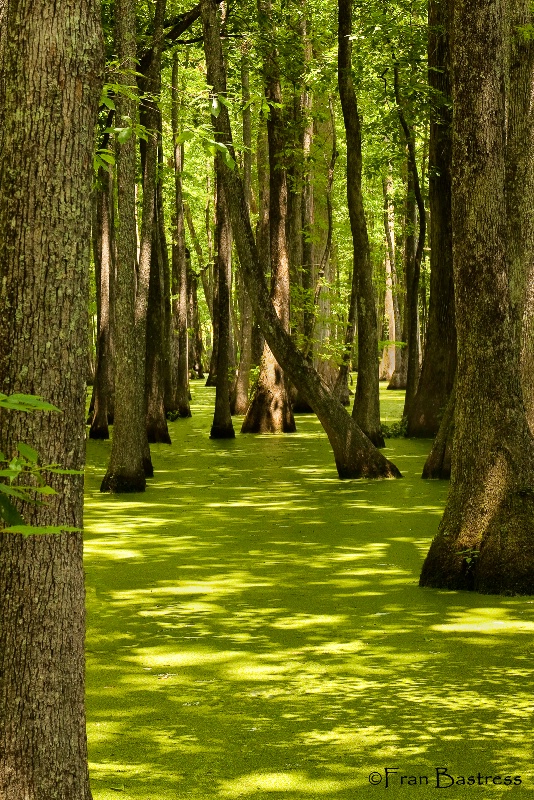 Cypress Swamp, Mississippi - ID: 14206032 © Fran  Bastress
