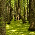 2Cypress Swamp, Mississippi - ID: 14206032 © Fran  Bastress