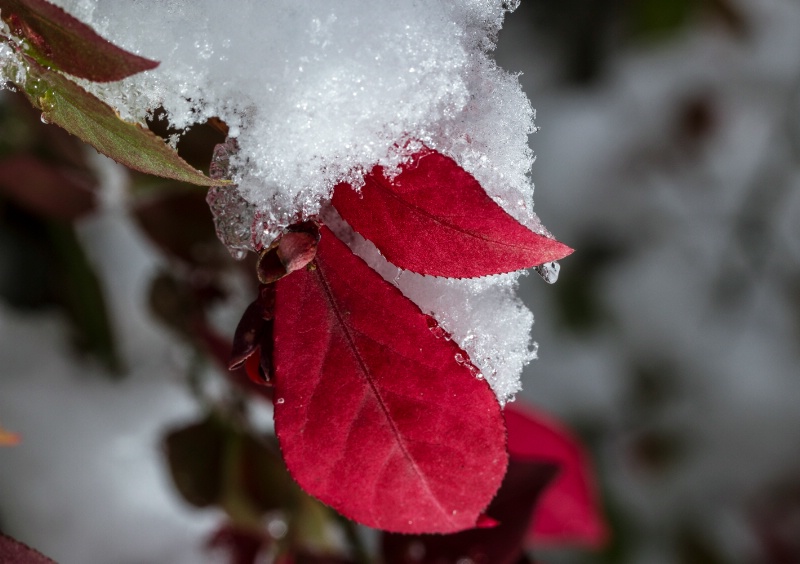 First Snow