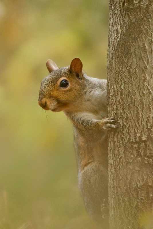 Squirrel at Valley Forge