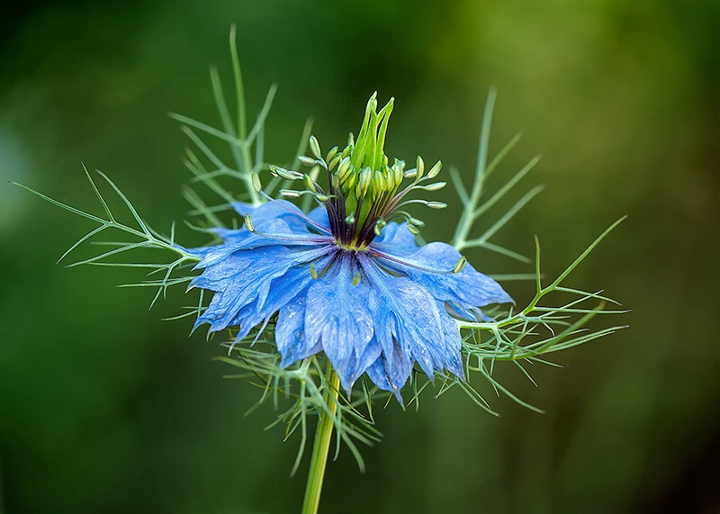 The Beautiful Blues