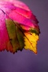 Autumn Transition