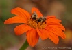 Mexican Sunflower...