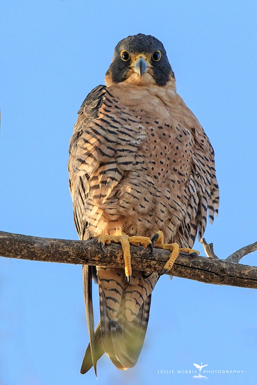 Peregrine Falcon - ID: 14211144 © Leslie J. Morris
