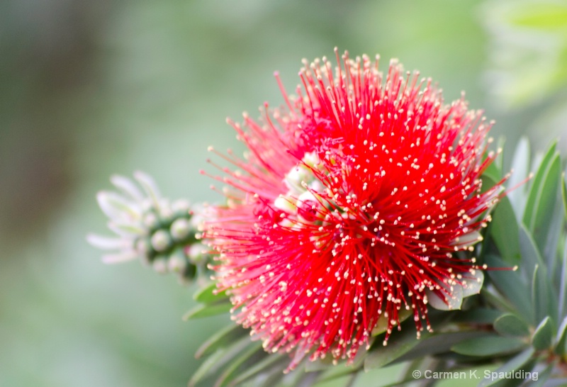 Prickly Red