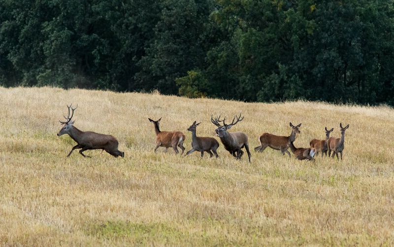 red deer mating season