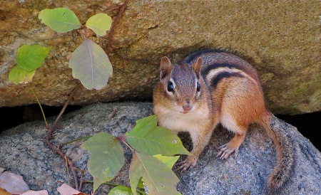 eastern chipmunk