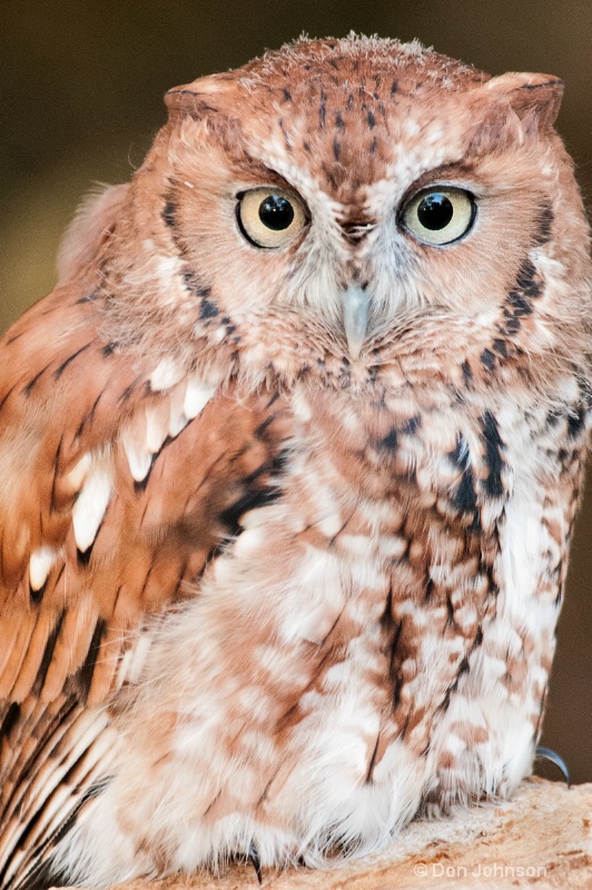 Red Screech Owl - ID: 14216427 © Don Johnson