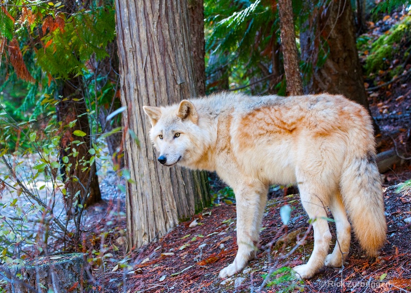 Grey Wolf, Golden, British Columbia, Canada - ID: 14216467 © Rick Zurbriggen