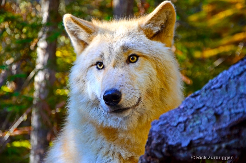 Grey Wolf, Golden, British Columbia, Canada - ID: 14216493 © Rick Zurbriggen