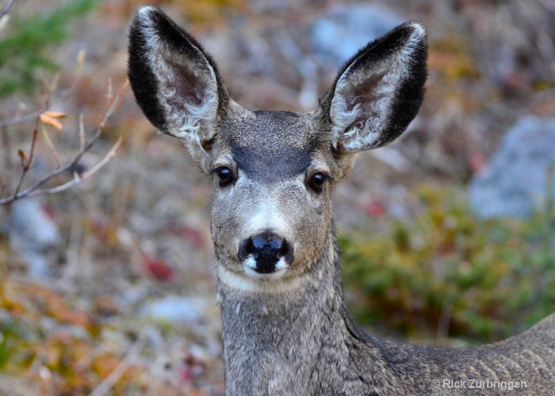 Mule Deer - ID: 14216508 © Rick Zurbriggen