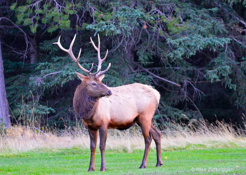 Elk Bull - ID: 14216516 © Rick Zurbriggen