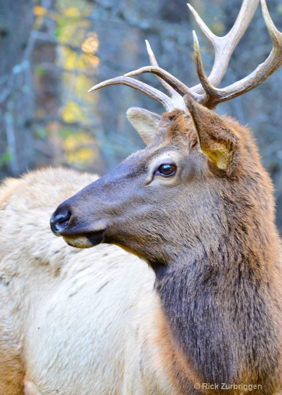 Elk - ID: 14216544 © Rick Zurbriggen