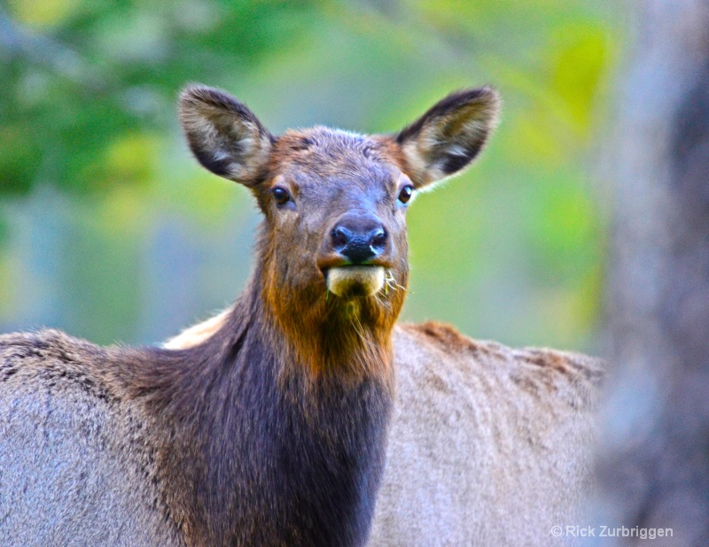 Elk - ID: 14216550 © Rick Zurbriggen