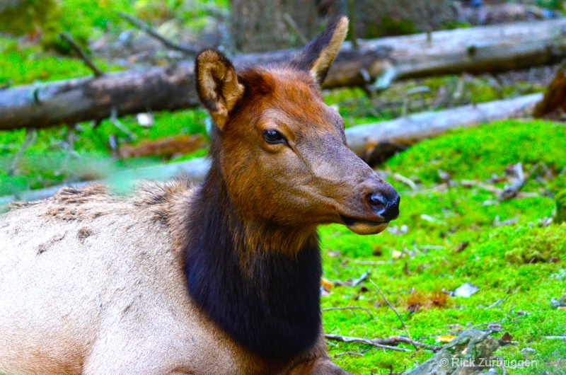Elk - ID: 14216570 © Rick Zurbriggen