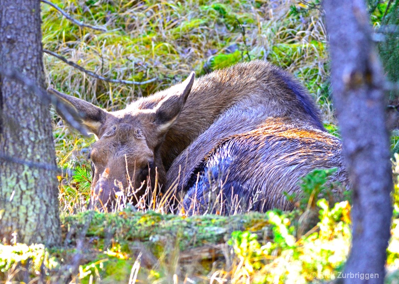 Sleeping Moose - ID: 14216663 © Rick Zurbriggen