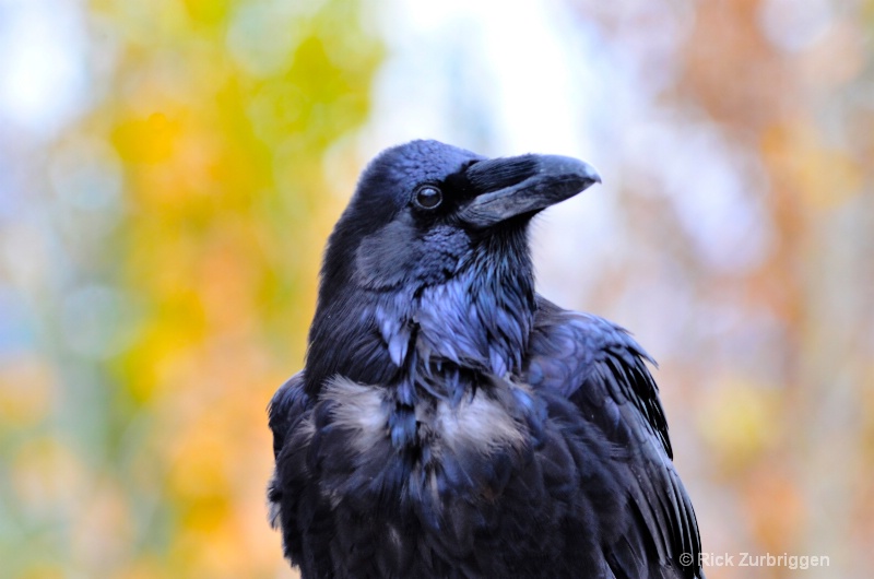 Raven - ID: 14216699 © Rick Zurbriggen