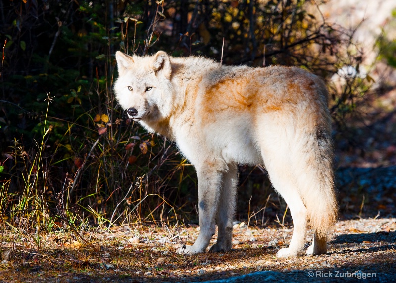 Grey Wolf, Golden, British Columbia, Canada - ID: 14216705 © Rick Zurbriggen