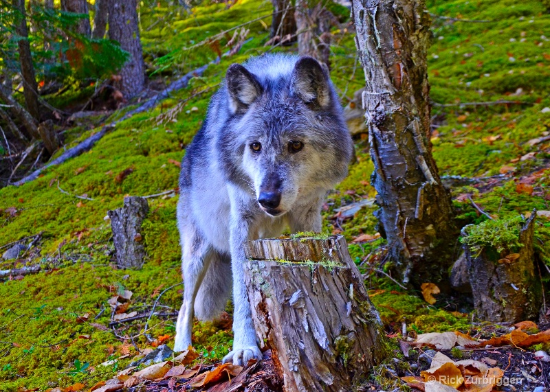 Grey Wolf, Golden, British Columbia, Canada - ID: 14216711 © Rick Zurbriggen