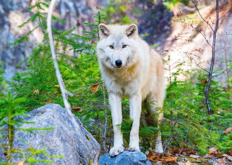Grey Wolf, Golden, British Columbia, Canada - ID: 14216722 © Rick Zurbriggen