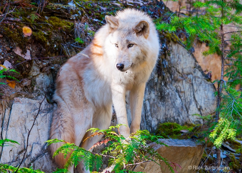 Grey Wolf, Golden, British Columbia, Canada - ID: 14216733 © Rick Zurbriggen