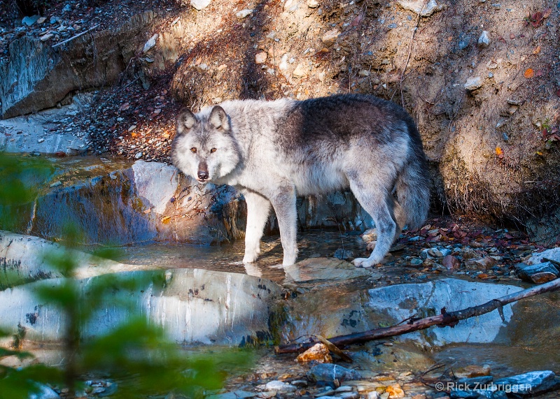 Grey Wolf, Golden, British Columbia, Canada - ID: 14216739 © Rick Zurbriggen
