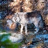 © Rick Zurbriggen PhotoID # 14216739: Grey Wolf, Golden, British Columbia, Canada