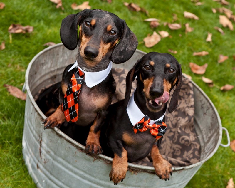 Tub Of Doxies