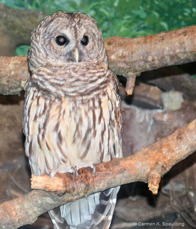 AFTER - Hoot Owl