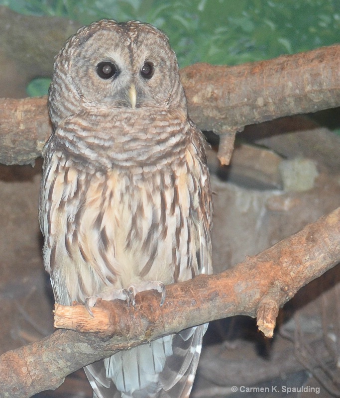 BEFORE - Hoot Owl