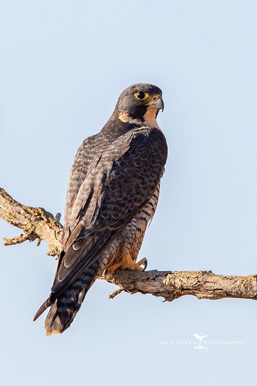 Female Peregrine Falcon - ID: 14220880 © Leslie J. Morris