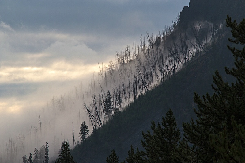 Morning Fog in Yellowstone