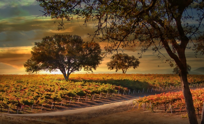 Sunset Vineyard