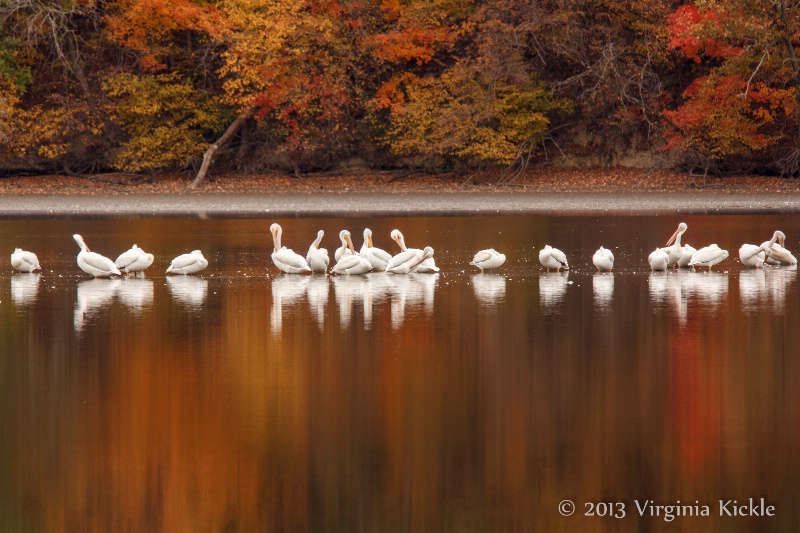 Pelicans on Lake Decatur